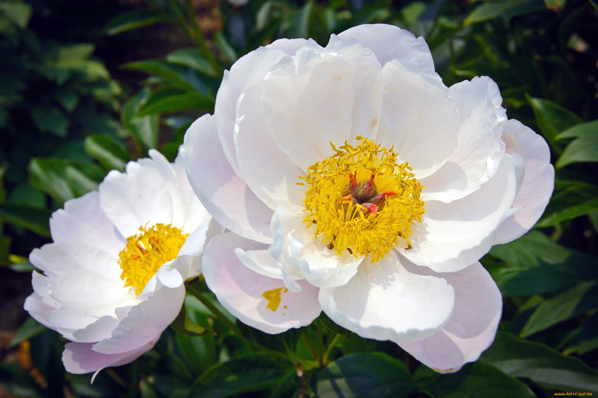 Пион Кринклед Уайт Paeonia Krinkled White. Пион травянистый, "Кринклед Уайт". Пион Уайт Вингз. Пион Вайт Фрост.